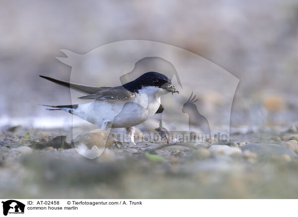 Mehlschwalbe / common house martin / AT-02458