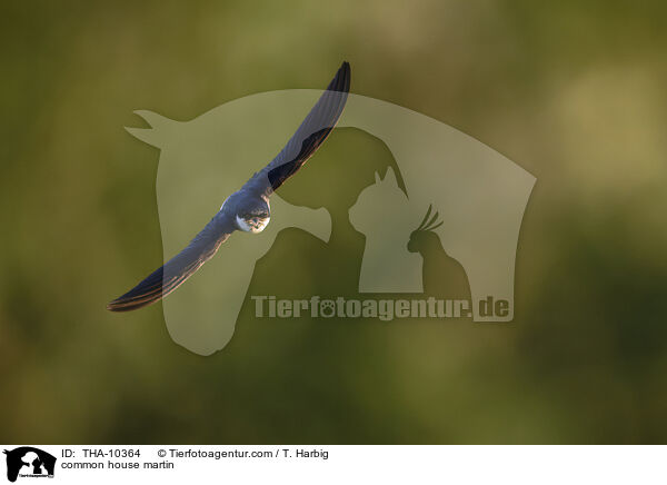 Mehlschwalbe / common house martin / THA-10364