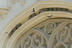 common house martins