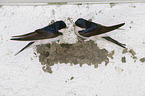 common house martins