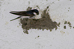 common house martin