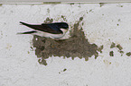 common house martin