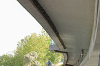 common house martin