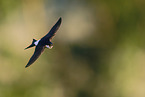 common house martin