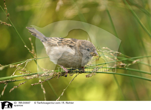 sparrow / RR-00687