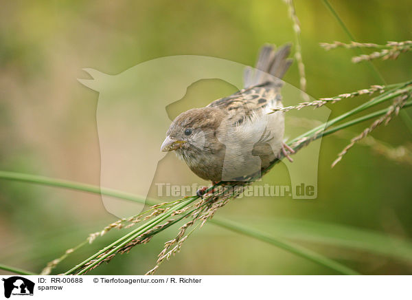 Haussperling / sparrow / RR-00688