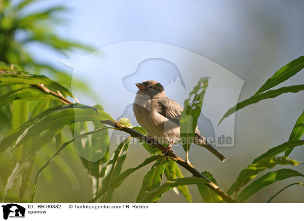 sparrow / RR-00882