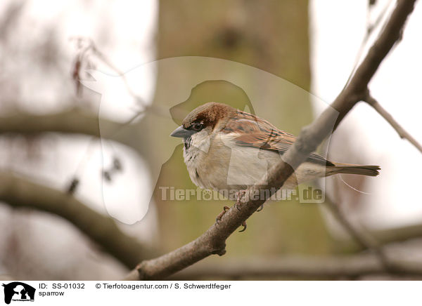 Haussperling / sparrow / SS-01032