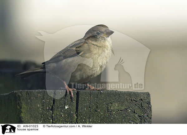 Haussperling / house sparrow / AW-01023