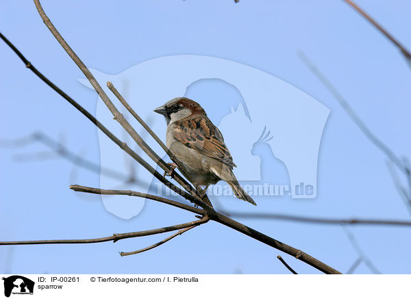 sparrow / IP-00261