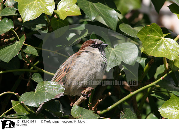 Spatz / sparrow / KM-01071