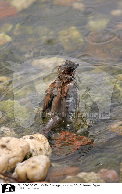 Haussperrling badet im Wasser / bathing sparrow / SS-03037