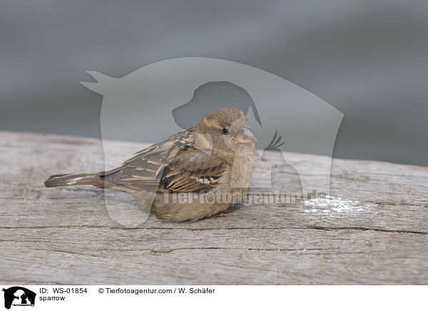 Spatz / sparrow / WS-01854