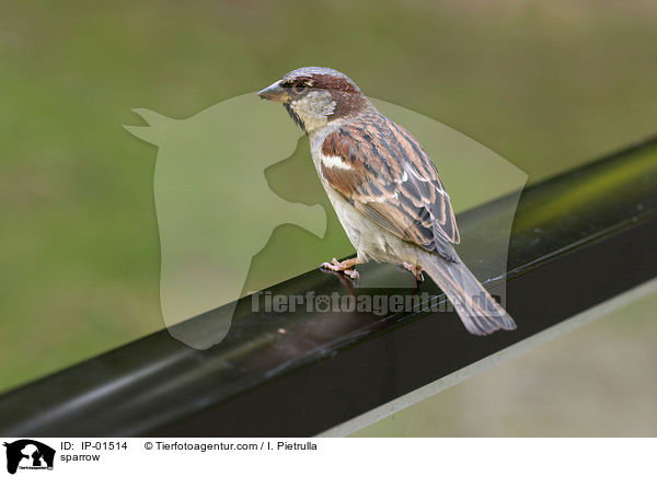Spatz / sparrow / IP-01514