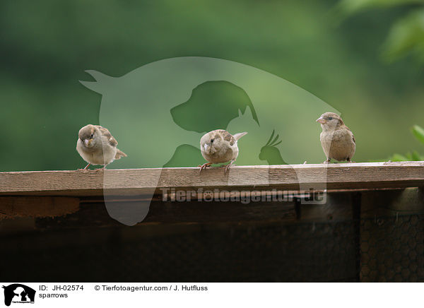 Spatzen / sparrows / JH-02574