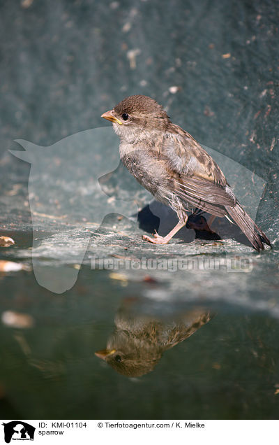 sparrow / KMI-01104