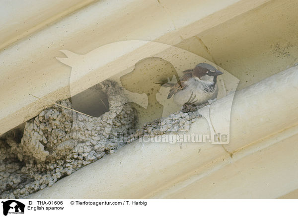 Haussperling / English sparrow / THA-01606