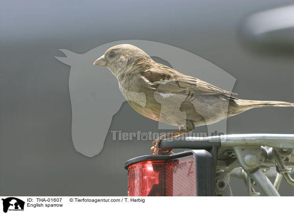 Haussperling / English sparrow / THA-01607