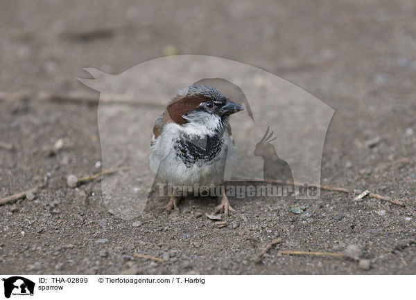 Haussperling / sparrow / THA-02899