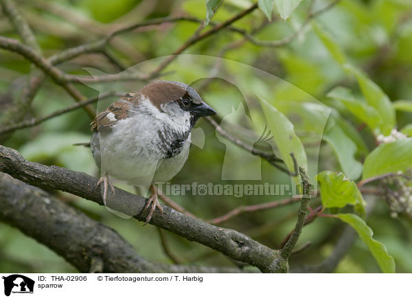 Haussperling / sparrow / THA-02906