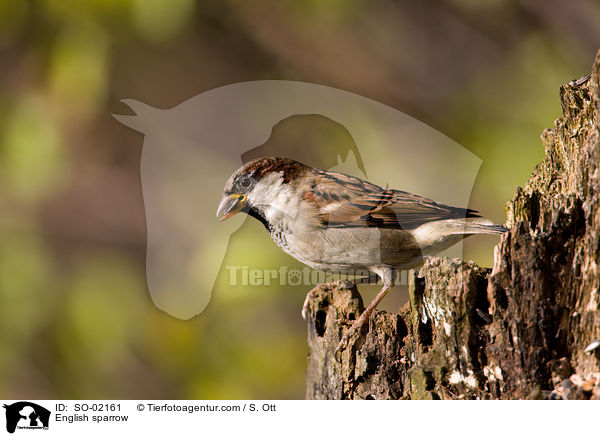Haussperling / English sparrow / SO-02161