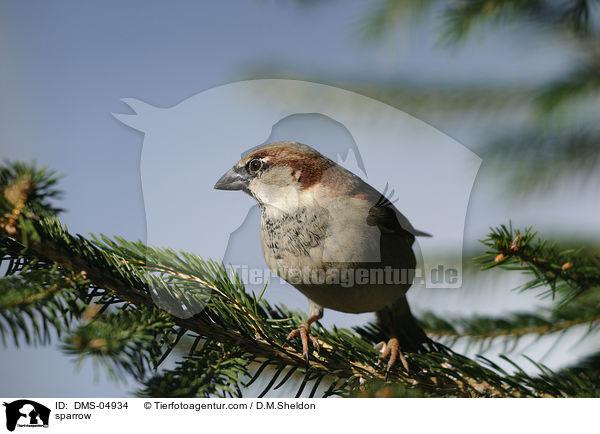 Haussperling / sparrow / DMS-04934