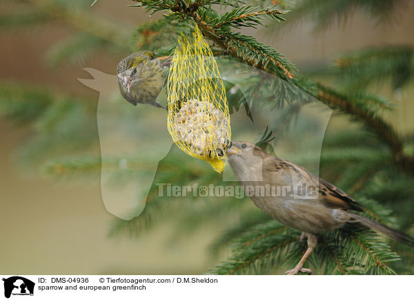 Haussperling und Grnfink / sparrow and european greenfinch / DMS-04936