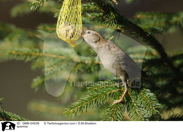 Haussperling / sparrow / DMS-04938