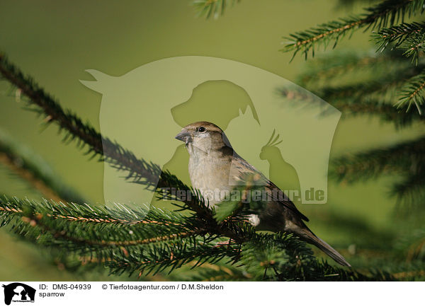 Haussperling / sparrow / DMS-04939