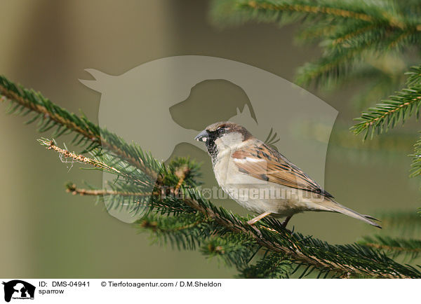 Haussperling / sparrow / DMS-04941