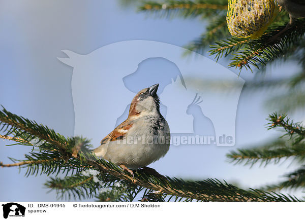 Haussperling / sparrow / DMS-04945