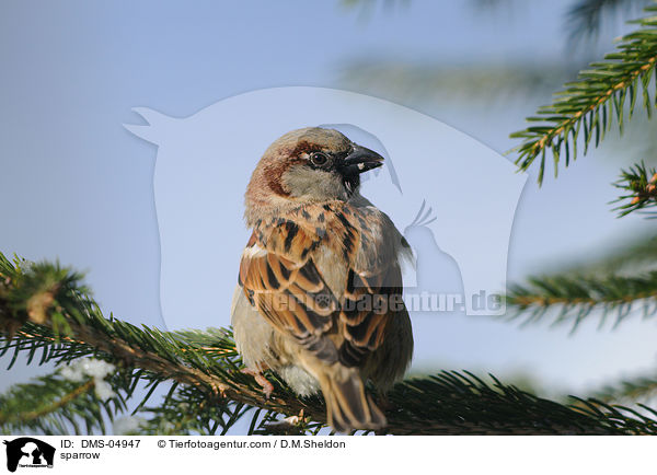 Haussperling / sparrow / DMS-04947