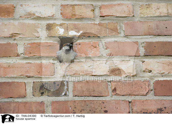 Haussperling / house sparrow / THA-04390