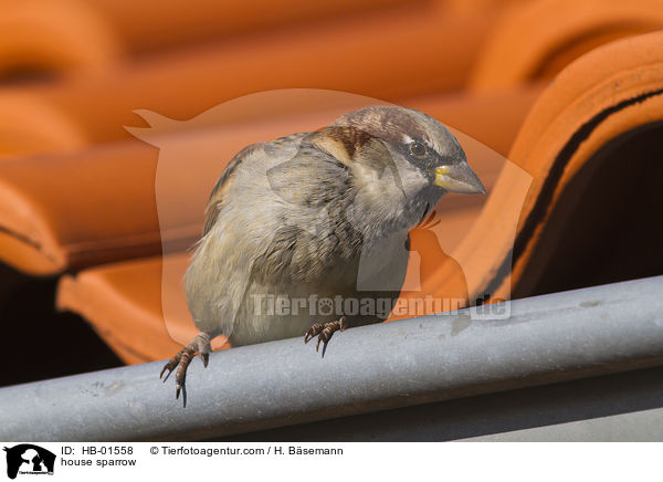 house sparrow / HB-01558