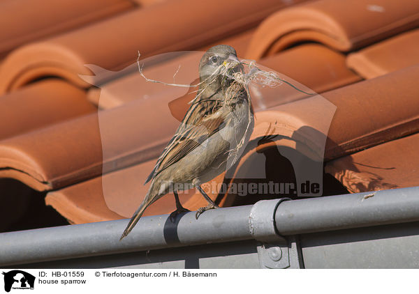 Haussperling / house sparrow / HB-01559