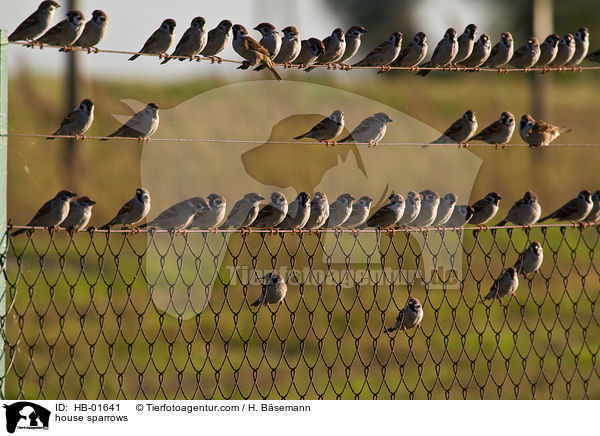 Haussperlinge / house sparrows / HB-01641