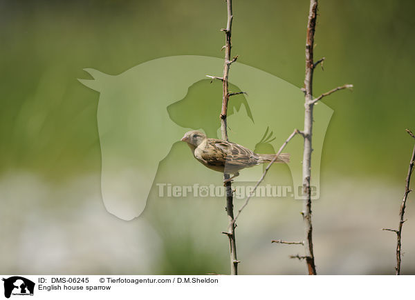 Haussperling / English house sparrow / DMS-06245