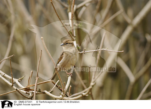 Haussperling / English house sparrow / DMS-07301