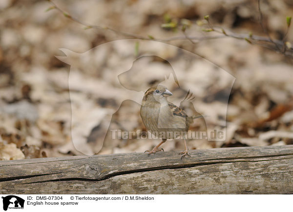 English house sparrow / DMS-07304