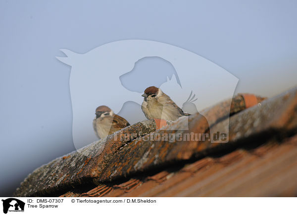 Feldsperling / Tree Sparrow / DMS-07307