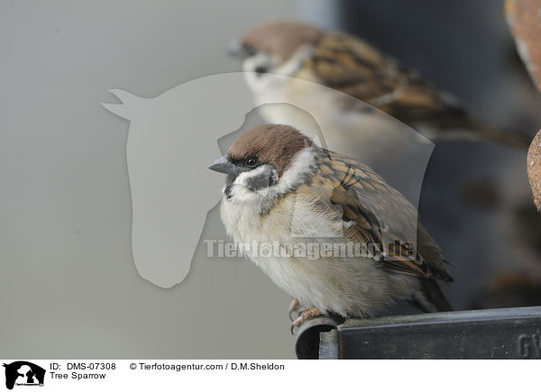 Feldsperling / Tree Sparrow / DMS-07308