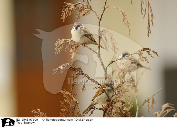Feldsperling / Tree Sparrow / DMS-07309