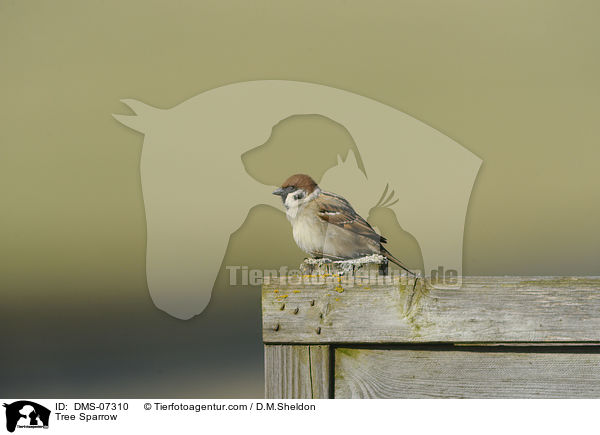 Feldsperling / Tree Sparrow / DMS-07310