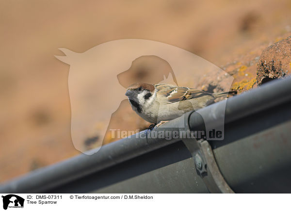 Feldsperling / Tree Sparrow / DMS-07311