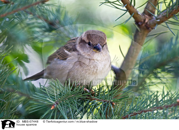 Haussperling / house sparrow / MBS-07448