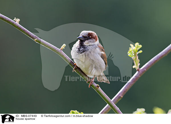 Haussperling / house sparrow / MBS-07449