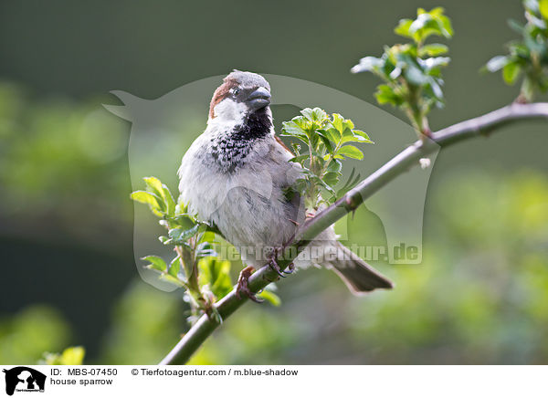 Haussperling / house sparrow / MBS-07450