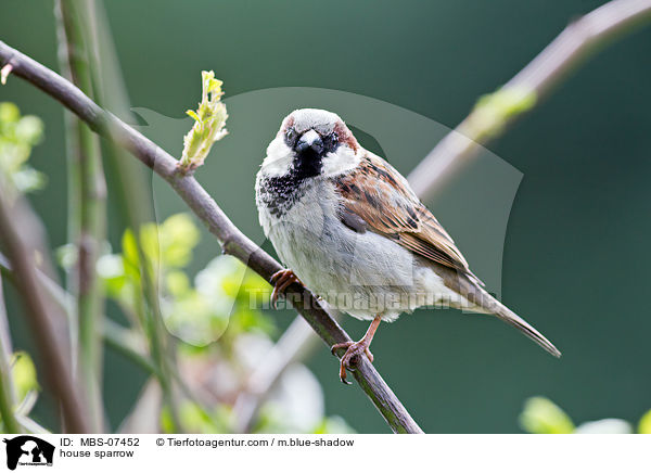Haussperling / house sparrow / MBS-07452