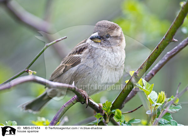 house sparrow / MBS-07454