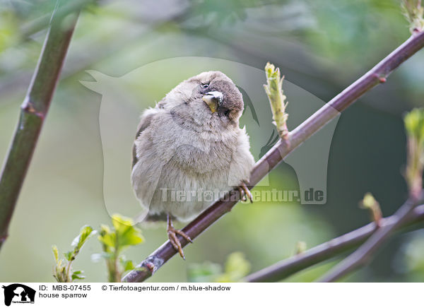 Haussperling / house sparrow / MBS-07455